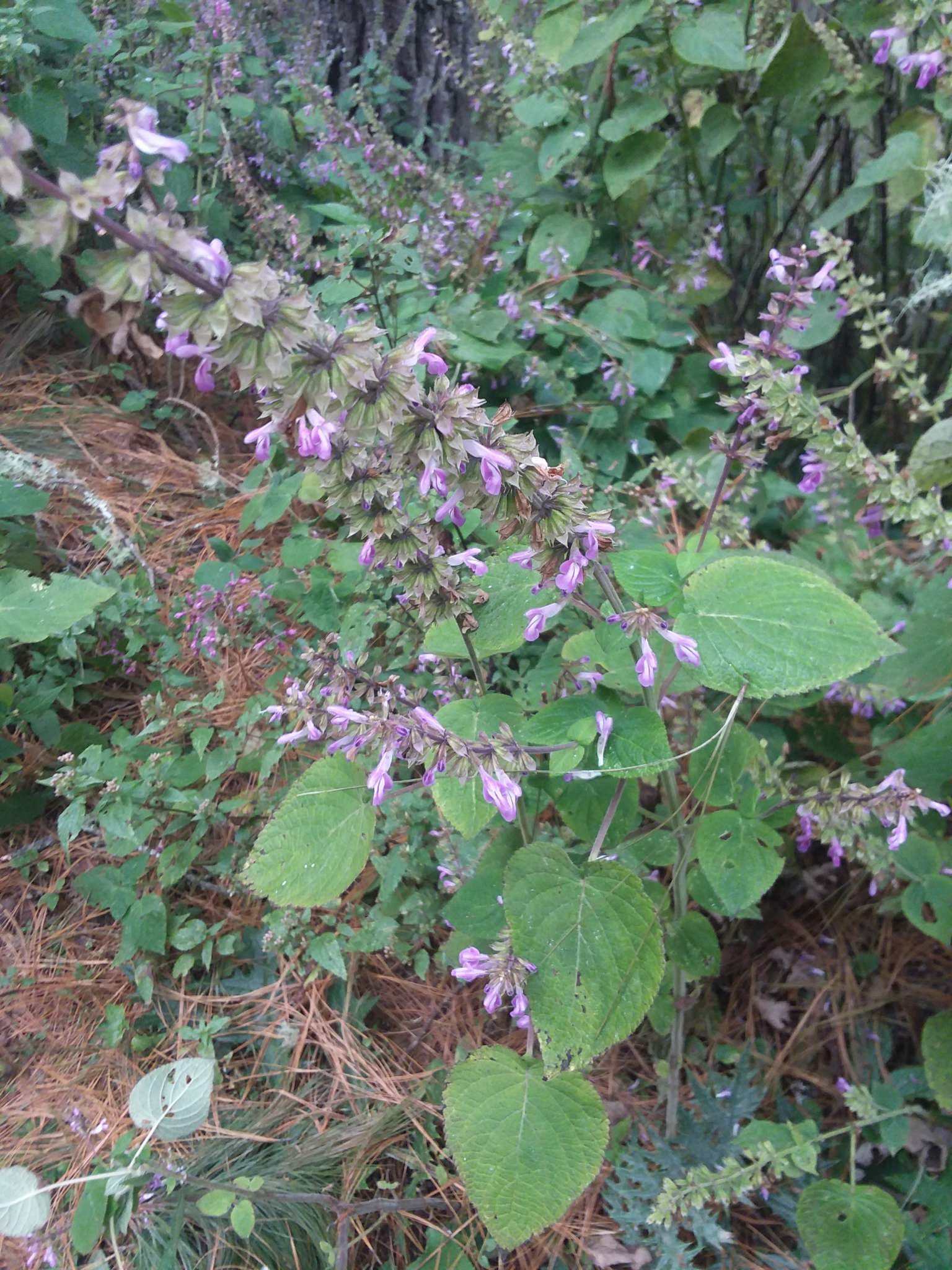 Salvia carnea